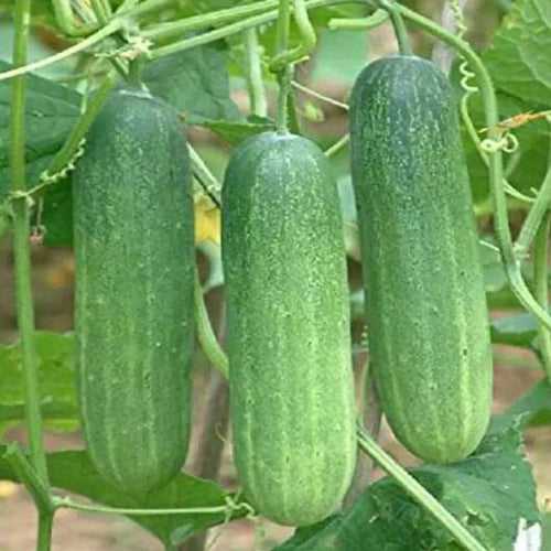 Salad Cucumber Seeds