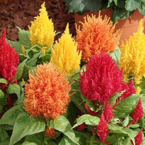 Celosia plumosa Mixed Colors - Flower Seeds