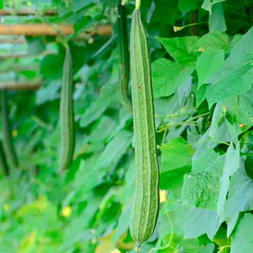 Neelan Peechil Seeds | Ribbed Gourd