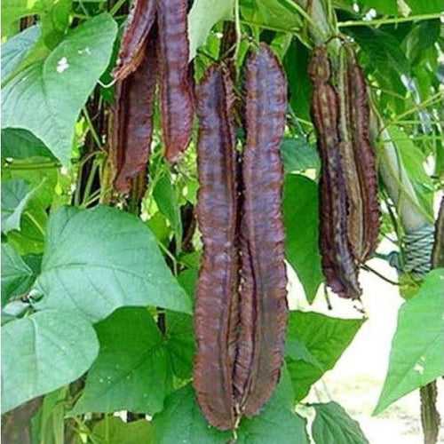 Red Chathurapayar Seeds | Winged Beans