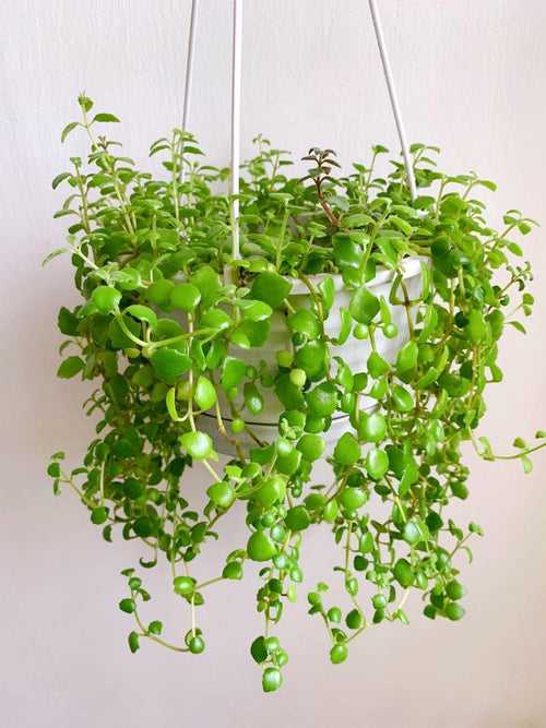 Tangled Heart Plant | Hanging Plant
