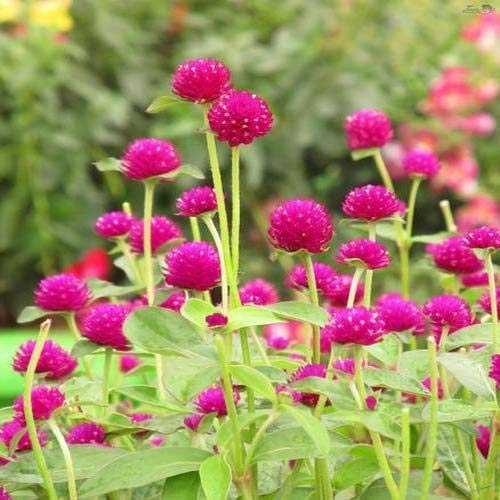 Vadamulla | Gomphrena Pink - Desi Flower Seeds