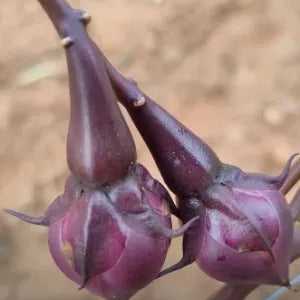 Violet Nithya Vazhuthana Seeds
