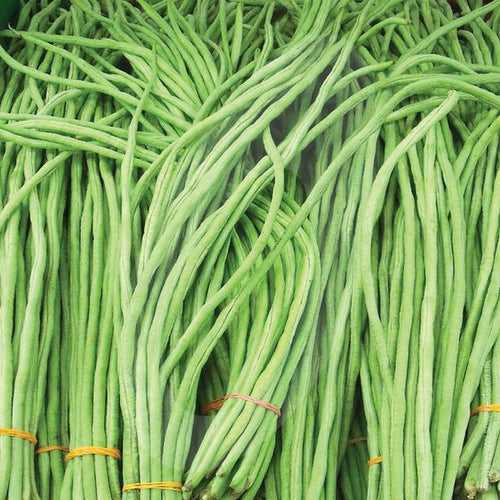 1.5 metre long Payar Seeds (Sumanth ) | Green Long Beans