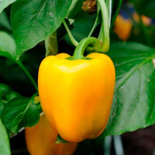 Yellow Capsicum Seeds | Bell peppers