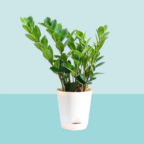 Zamia (zz plant ) in 5inch Self Watering  pot