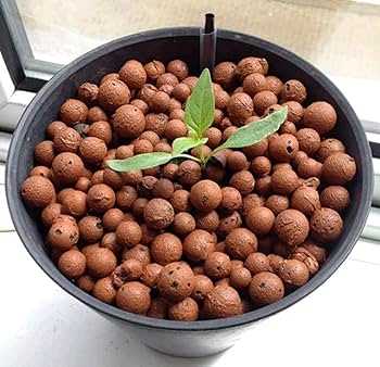 Leca Clay Balls (500gms)