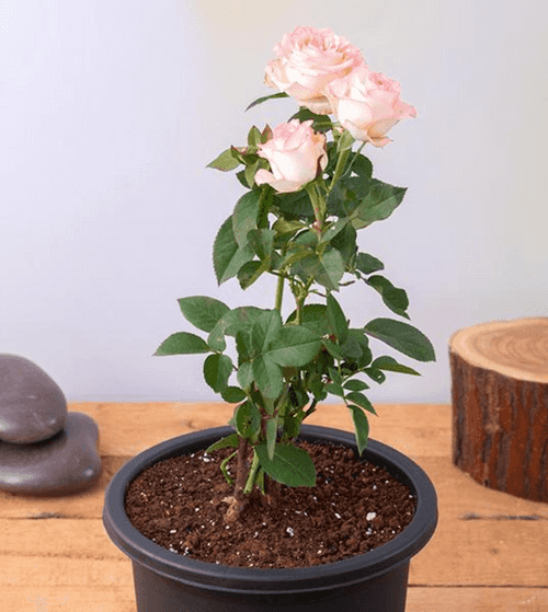 Rose (Peach) - Plant