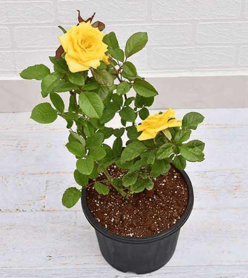 Rose (Yellow) - Plant