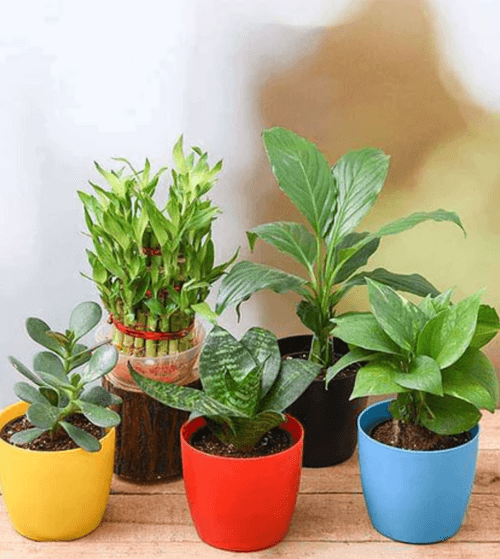 Best 5 Money Attracting / Lucky Plants