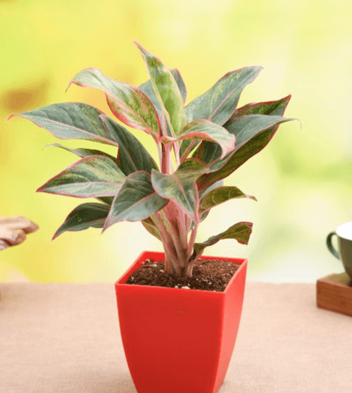 Aglaonema Tiara, Aglaonema Pink Panther - Plant