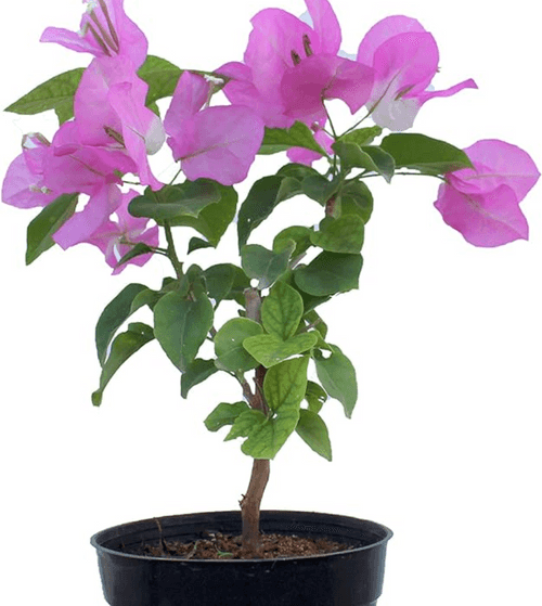 Bougainvillea Dwarf (Pink) - Plant