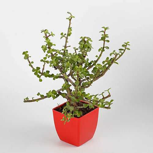 Jade Plant in Red pot