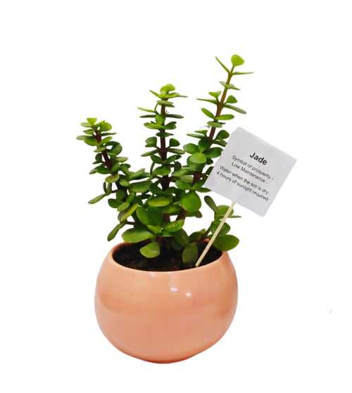 Jade Plant In Ceramic Pot