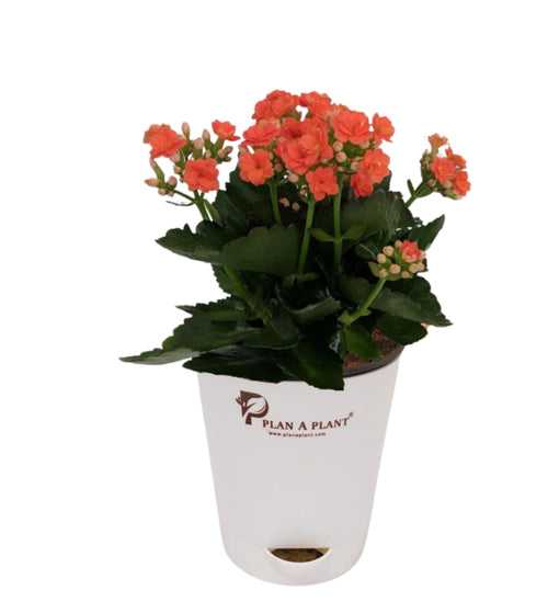 kalanchoe orange plant In 5Inch Self Watering