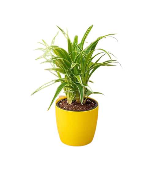 Spider plant in Plastic pot