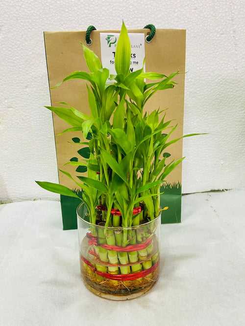 3Layer Lucky Bamboo In Glass Pot