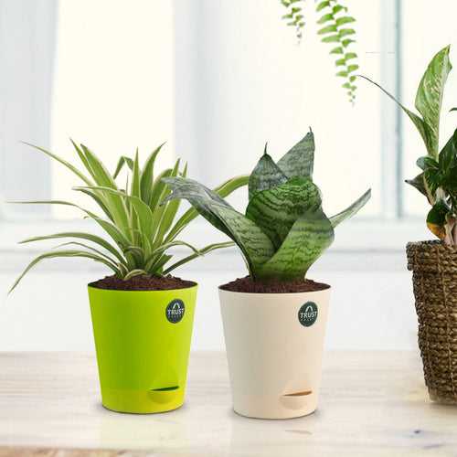 Snake plant and Spider plant with Attractive Self Watering Pot (Assorted color pot)