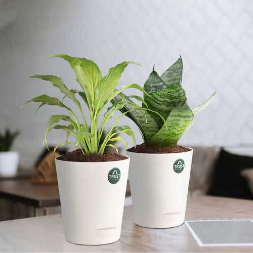 Snake plant and Peace lily with Attractive Self Watering Pot (Assorted color pot)