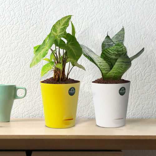 Snake plant and Syngonium with Attractive Self Watering Pot (Assorted color pot)