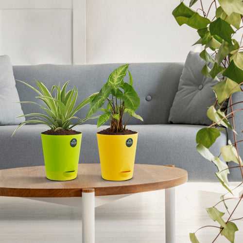 Spider plant and Syngonium with Attractive Self Watering Pot (Assorted color pot)