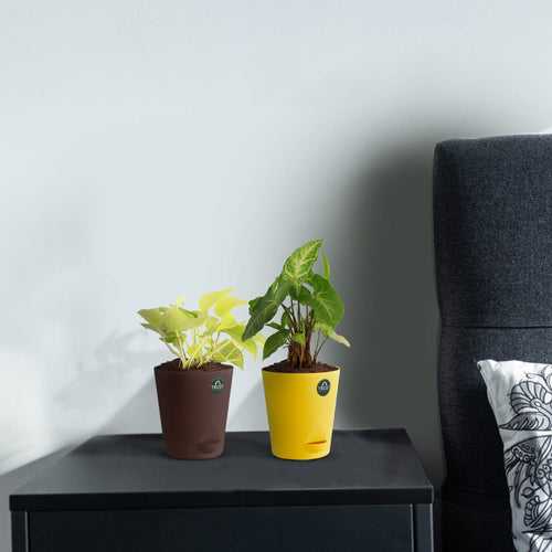 Money plant and Syngonium with Attractive Self Watering Pot (Assorted color pot)