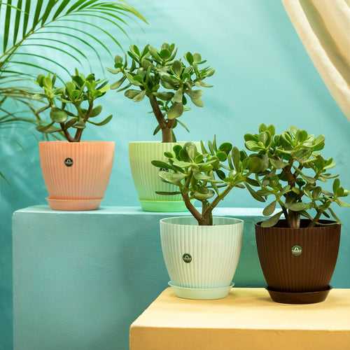 TrustBasket Bloom Pot With Saucer | Table Top Planter Pot (Pack of 4)