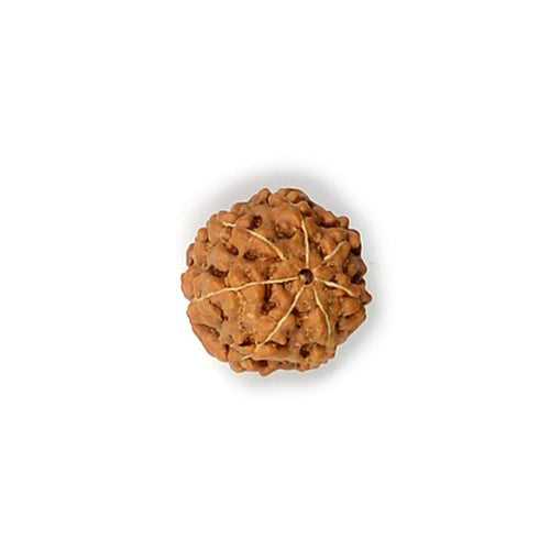 7 Mukhi Rudraksha