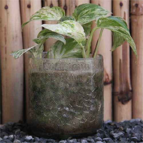 Old Monk Tumbler With Pothos