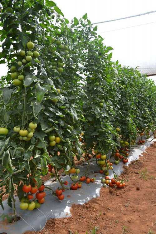 HILLTOM (TIR 1621) F1 Hybrid Tomato (Tropica Seeds)