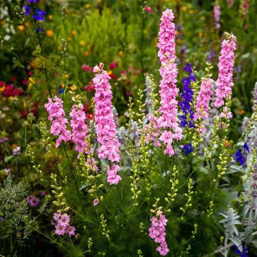 Larkspur - Delphinium Imperial Mix (Garden Festival)