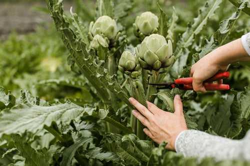 Artichoke Green Globe (Garden festival)