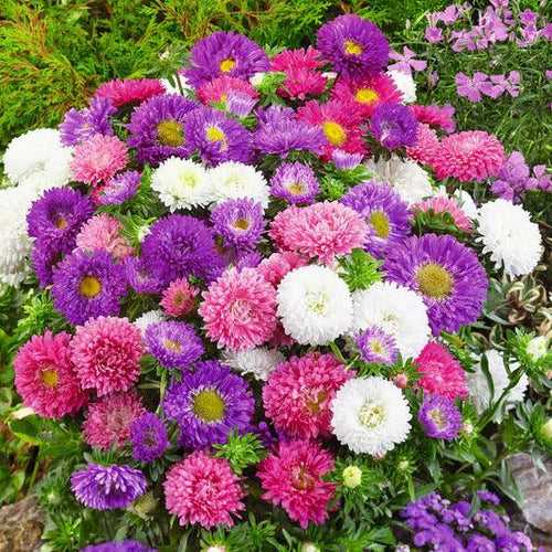 Aster Formula Mix - Callistephus Seeds (Garden Festival)