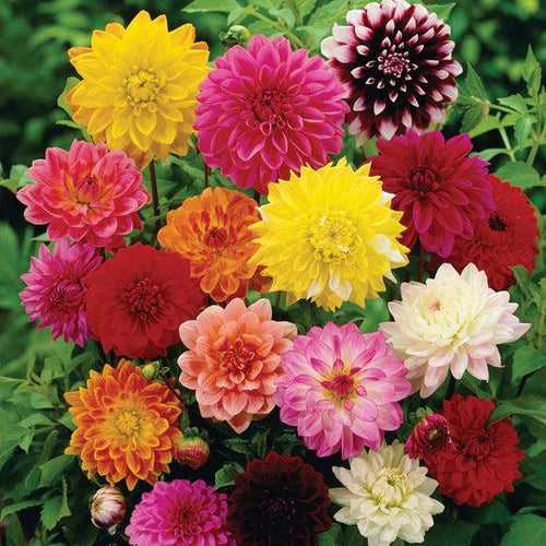 Dahlia Top Star Mix (Garden Festival's)