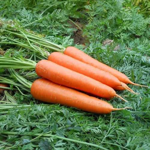 Best Quality Orange F1 Hybrid Carrot (Garden Festival)