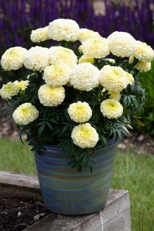 WhiteGold Max F1 Hybrid White African Marigold (AsiaPacific/Floranova)