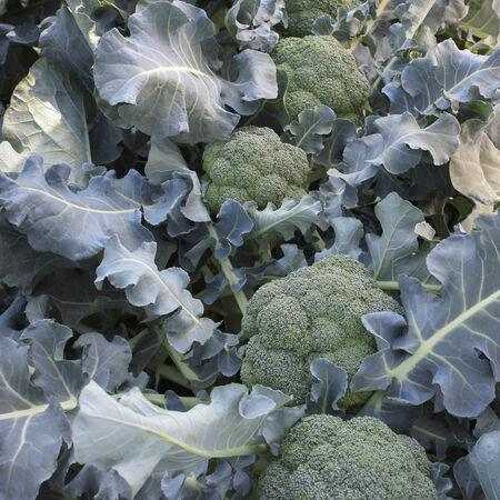 Broccoli F1 Hybrid Quality Seeds (Garden Festival)