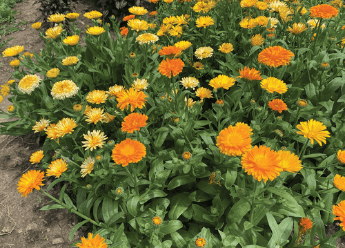 Calendula Officinalis Fiesta Gitana Mix (Garden festival)