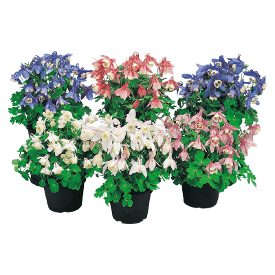 Aquilegia flabellata F₁ Cameo Mix (Benary)