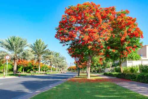 Flame Tree Gulmohar (Delonix regia) Ornamnetal Tree Seeds