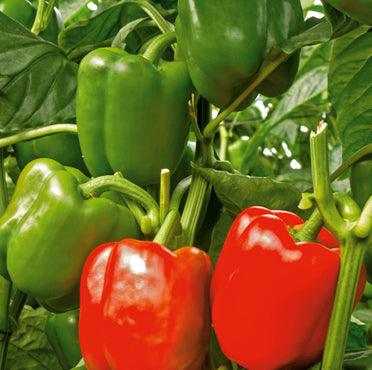 Gacela F1 Hybrid Capsicum (Syngenta)