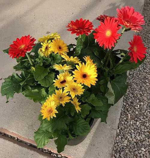 Gerbera Jamesonii F1 Dwarf Mix (Garden Festival)