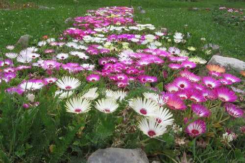 Ice Plant - Memembryathemum Mix (Garden Festival)