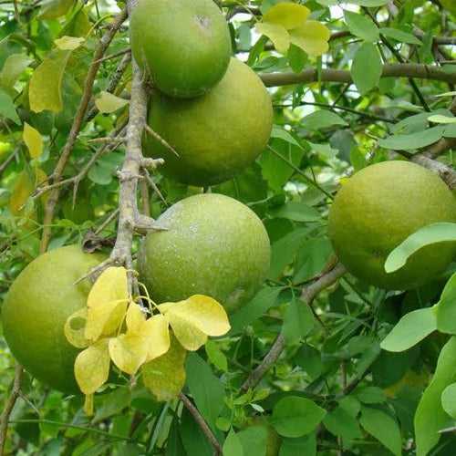 Bael Fruit seeds (Bel, Bilva Patra, Bengal quince, Maredu, Indian Bael, Golden Apple Fruit Seeds for planting) बेल फल