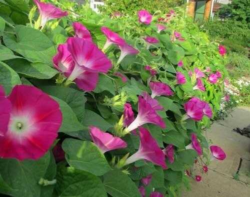 Monaco Ipomea Scarlet Trailing Morning Glory (Garden Festival)