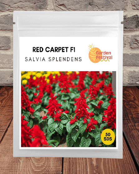 Red Carpet - Hybrid F1 Salvia splendens (Garden Festival)