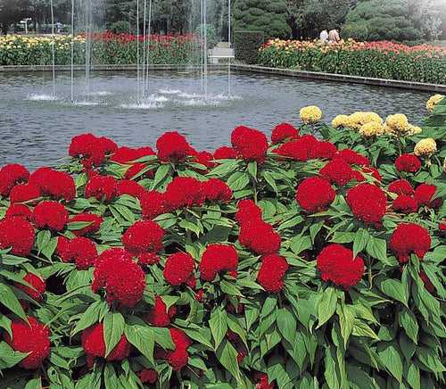 Celosia Kurume™ Series Cockscomb (Takii Seeds)