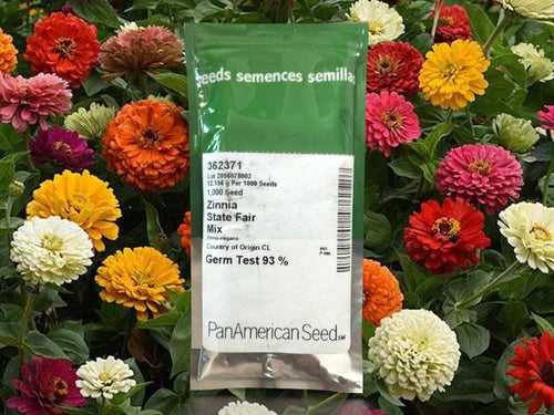 State Fair Mixture Zinnia (PanAmerican)