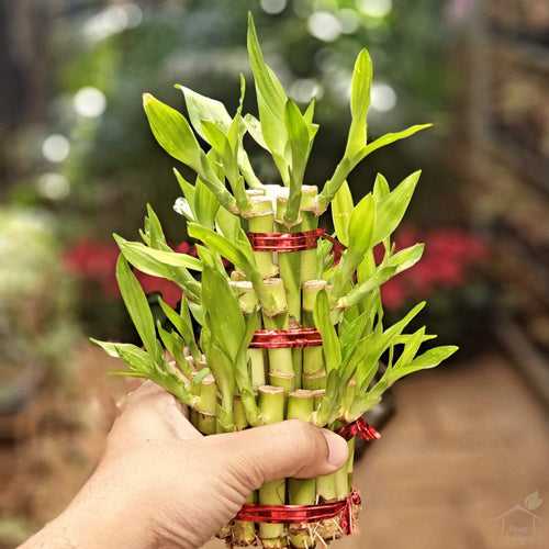 Three-Layer Lucky Bamboo Feng Shui Plant