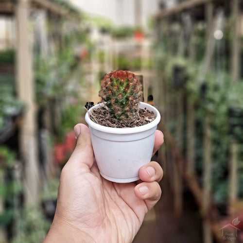 Mammillaria Rubrispina Cactus